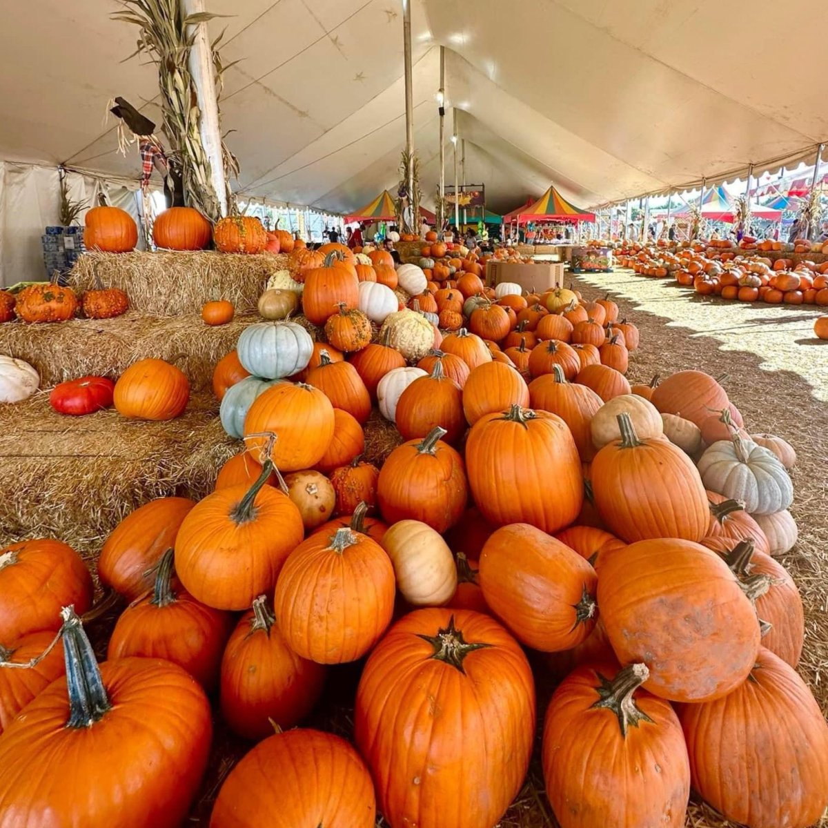 Pumpkin Store
