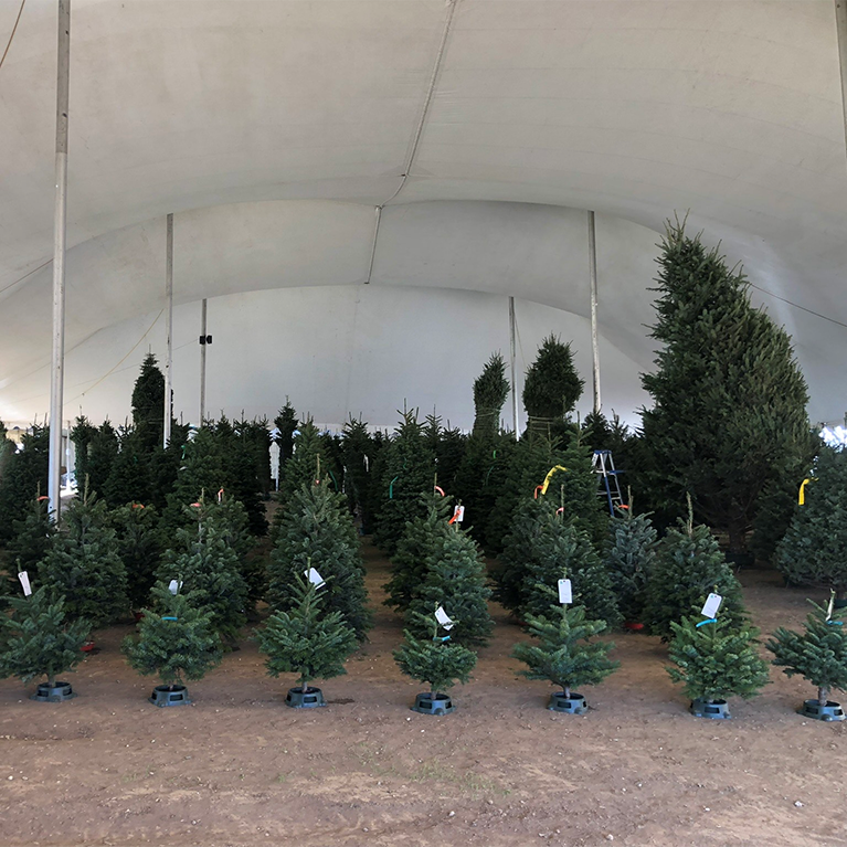 Frosty's Forest Christmas Trees Lots in Yorba Linda, Chino Hills, Corona, and Bakersfield